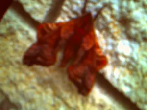 Pochette de motte im regen de Ueda Takayasu