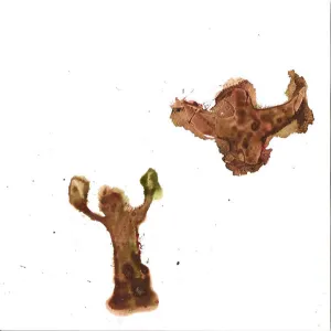 Pochette de The Wind and the Dove de Bill Callahan