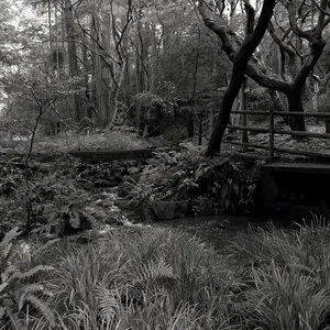 Pochette de The Ancient Forest III de Chihei Hatakeyama