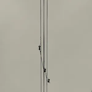 Pochette de 三月 (Joyed) de Ueda Takayasu