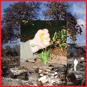 Pochette de Return of Youth de DIIV