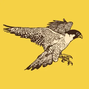 Pochette de Live from Rada Studios de The Southern River Band