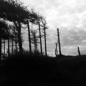 Pochette de the indestructibility of the already felled de Quentin Sirjacq