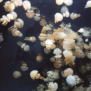 Pochette de Whatever Makes You Feel Safe de Marie Davidson