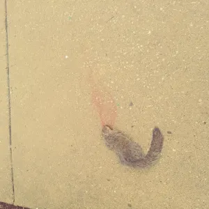 Pochette de Eremition 3 de Kevin Drumm