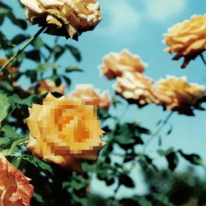 Pochette de Relation de globe