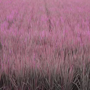 Pochette de Steamroom 38 de Jim O’Rourke