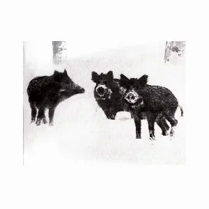 Pochette Naked Pigs