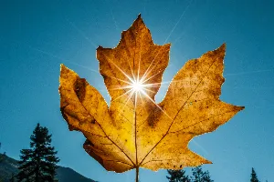 Pochette de Autumn Sunlight de Scott Lawlor