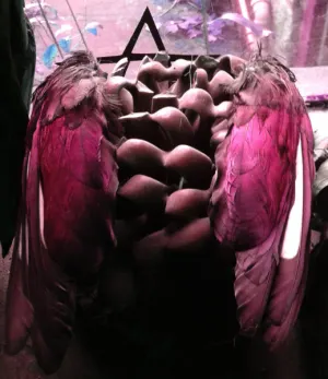 Pochette de Just Say Yes... de Skullflower