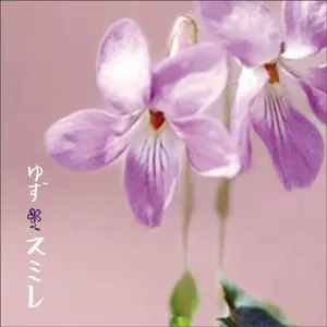 Pochette de スミレ de Yuzu