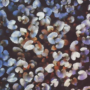 Pochette de fleeting de invention_