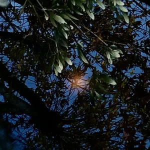 Pochette de Ma Da Aoi Ha Ru (Blue Spring Light Source) de Ueda Takayasu