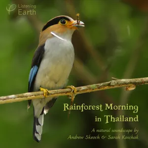 Pochette de Rainforest Morning in Thailand de Andrew Skeoch