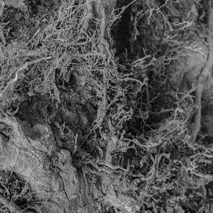 Pochette de Song to the Siren de Amenra