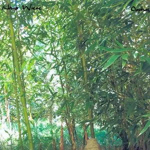 Pochette de Deva mela de Oöphoi