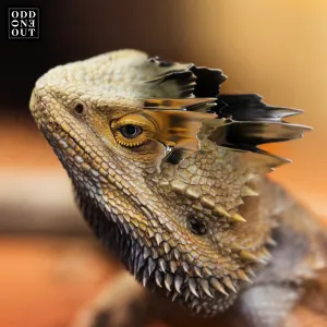 Pochette de Amaru de Yotto