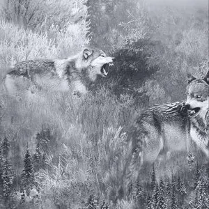 Pochette de Neige & Noirceur de Neige et Noirceur