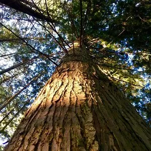 Pochette de Cedro de Adriana Lucía