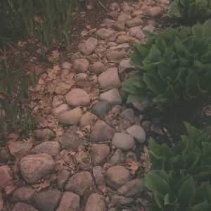 Pochette de Folium (X Specimens) de invention_