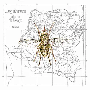 Pochette de albino de Congo de Lugubrum