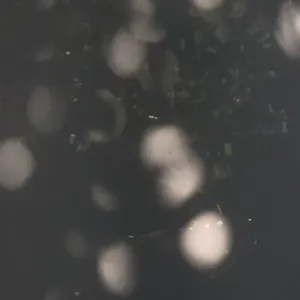 Pochette de Leichtschnee de Ueda Takayasu