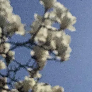 Pochette de Spring String de Ueda Takayasu