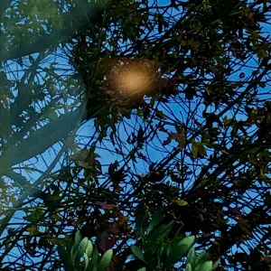 Pochette de Verschütteter Frühling de Ueda Takayasu