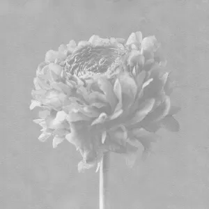 Pochette de To the Light de Imminence