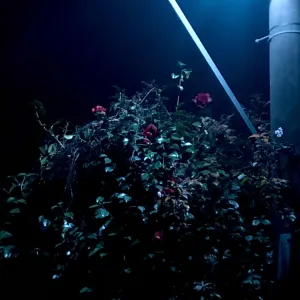 Pochette de Nachtschwänze (Erweiterte Momente) de Ueda Takayasu