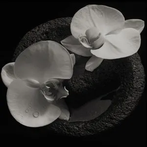 Pochette de Corpse Flower de Jean-Claude Vannier - Mike Patton