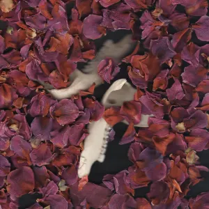 Pochette de Desperate Times Call for Desperate Pleasures de Eugnosis