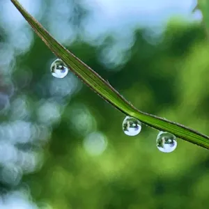 Pochette de Morning Dew Light Source de Ueda Takayasu