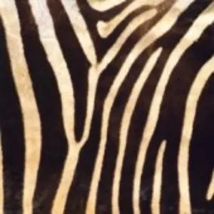 Pochette de Dancing Zoo de Mongoose