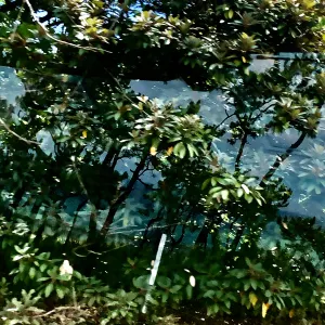 Pochette de Kugatsunakaba (Pinetrees, Long Hill) de Ueda Takayasu