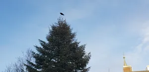 Pochette de Boredom Grows Like Rot de Omnis