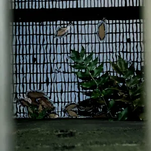 Pochette de Shigatsu no Wakaba (Zwischenwelt) de Ueda Takayasu