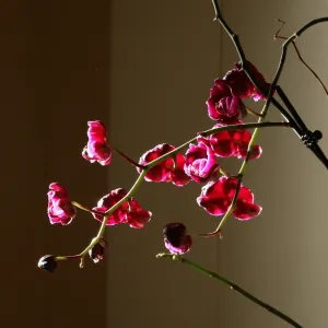 Pochette de Voices de Karen Vogt