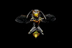 Pochette de Non-Attachment Policy de Wings of an Angel