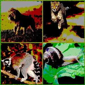 Pochette de The Animal Dance de Nick Vasic