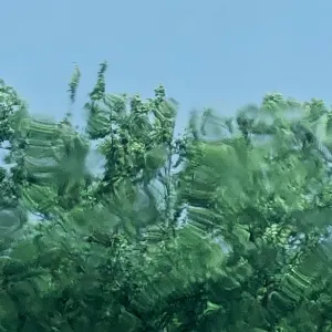 Pochette de Let’s Move Slowly to Another Tree de Ueda Takayasu