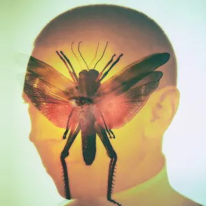 Pochette de Rhizome de Maelstrom