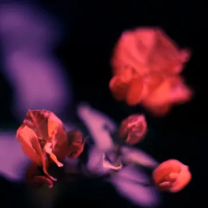 Pochette de ◆ de Jesse Somfay