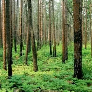 Pochette de Feather, Fur & Fin de Danny Michel