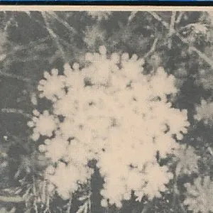 Pochette de The Music of Her Sleep / Towards the Enfolding Flower de Vidna Obmana