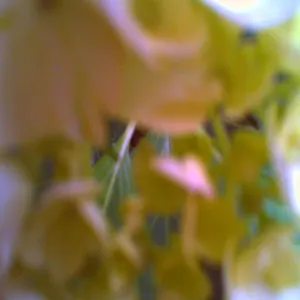 Pochette de geißblatt de Ueda Takayasu