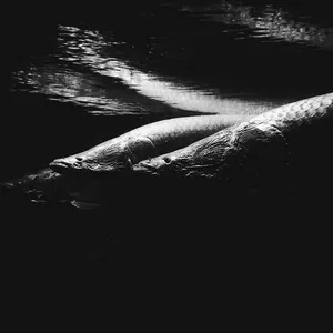 Pochette de Merope (SVLBRD Ambient Mix) de Purl