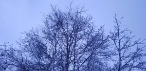 Pochette de Everpresent de Omnis