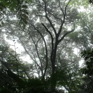 Pochette de The Ancient Forest VII de Chihei Hatakeyama