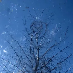 Pochette de Elstern finden mich de Ueda Takayasu